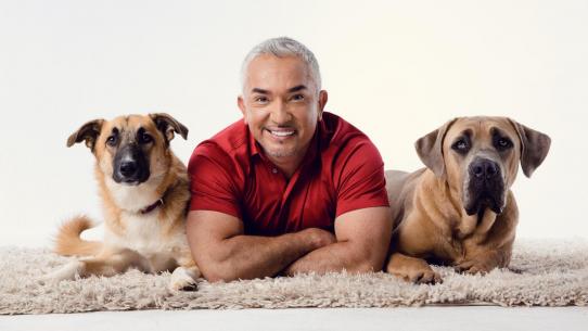 CESAR MILLAN LIVE